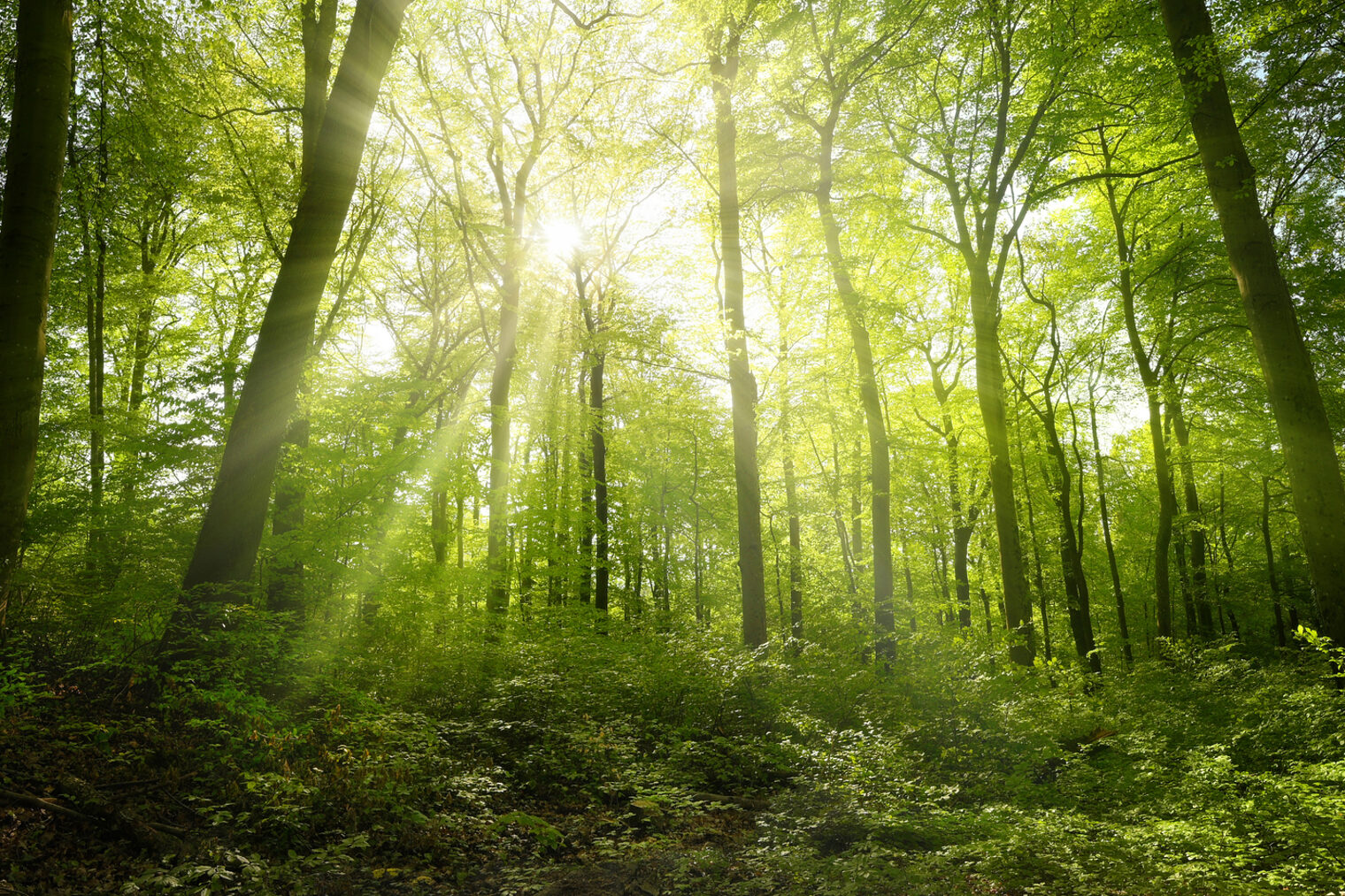 Ein sonnendurchfluteter Wald.