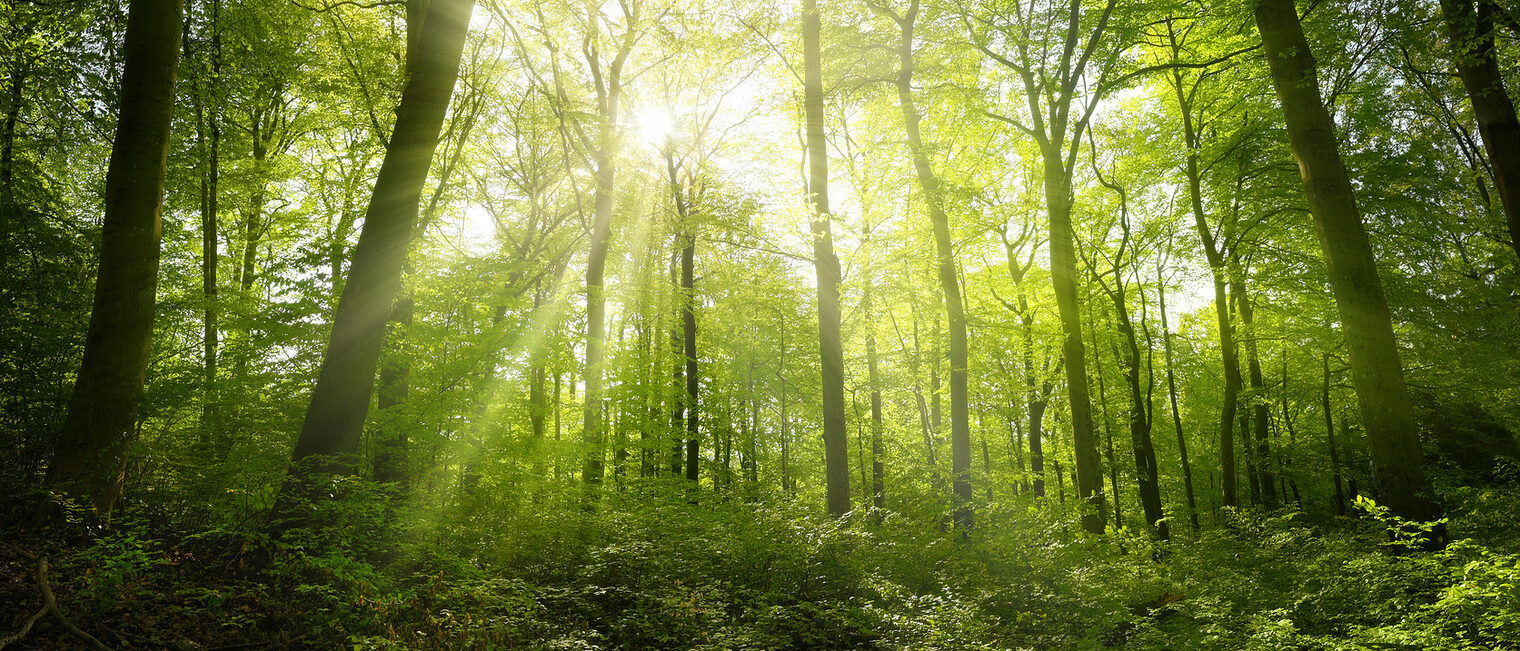 Ein sonnendurchfluteter Wald.
